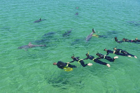 Swim With Dolphins Day Trip From Perth - Kalgoorlie Accommodation 1