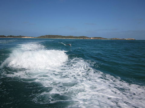 Swim With Dolphins Day Trip From Perth - Kalgoorlie Accommodation 4