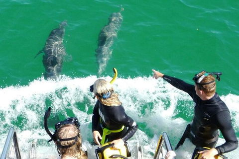 Swim With Dolphins Day Trip From Perth - Kalgoorlie Accommodation 8