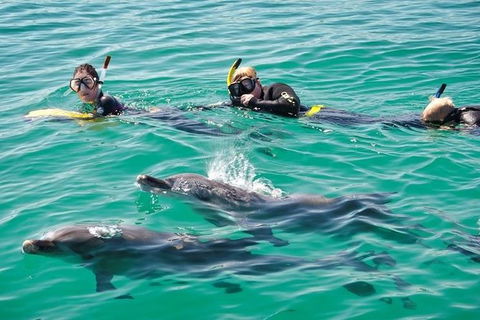 Swim With Dolphins Day Trip From Perth - Kalgoorlie Accommodation 5