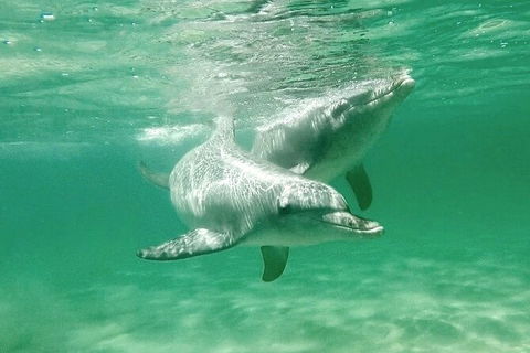 Swim With Dolphins Day Trip From Perth - Kalgoorlie Accommodation 10