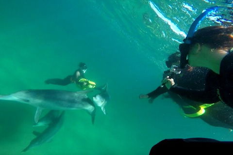 Swim With Dolphins Day Trip From Perth - Kalgoorlie Accommodation 9