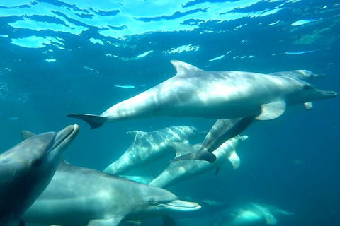 Swim With Dolphins Day Trip From Perth - Kalgoorlie Accommodation 7
