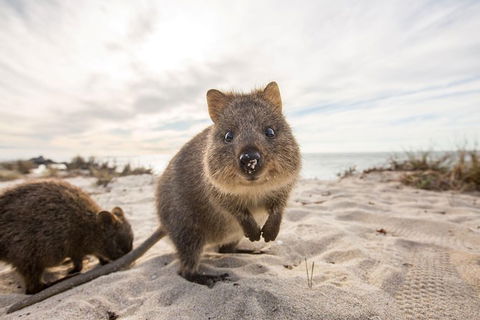 Rottnest Bayseeker Bus Tour From Hillarys Boat Harbour - Kalgoorlie Accommodation 5