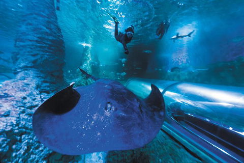 Snorkel With Sharks At AQWA - Kalgoorlie Accommodation 1