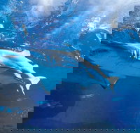 Snorkel with Sharks at AQWA - Kalgoorlie Accommodation