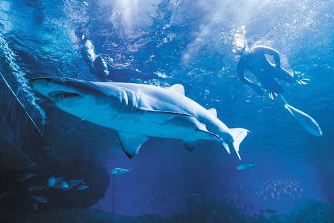 Snorkel With Sharks At AQWA - Kalgoorlie Accommodation 2