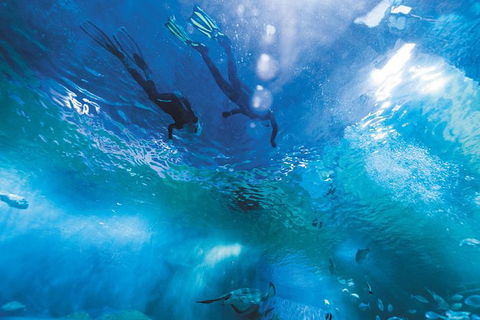 Snorkel With Sharks At AQWA - Kalgoorlie Accommodation 8