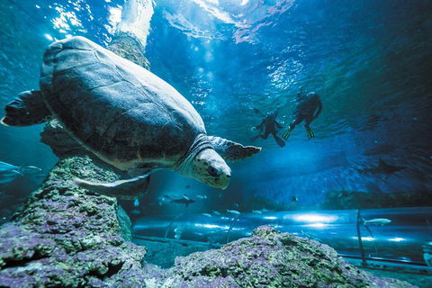 Snorkel With Sharks At AQWA - Kalgoorlie Accommodation 6