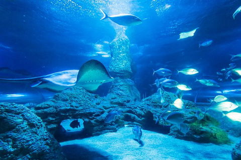 Snorkel With Sharks At AQWA - Kalgoorlie Accommodation 4