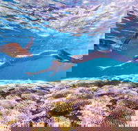 7-Day Exmouth Explorer via Pinnacles Monkey Mia Ningaloo Reef returning to Perth - Kalgoorlie Accommodation