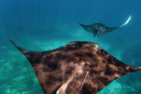 7-Day Exmouth Explorer Via Pinnacles Monkey Mia Ningaloo Reef Returning To Perth - Kalgoorlie Accommodation 8