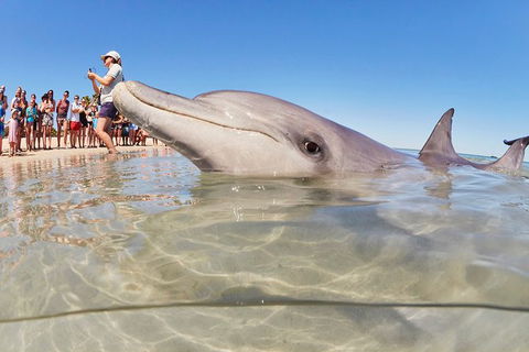 7-Day Exmouth Explorer Via Pinnacles Monkey Mia Ningaloo Reef Returning To Perth - Kalgoorlie Accommodation 3