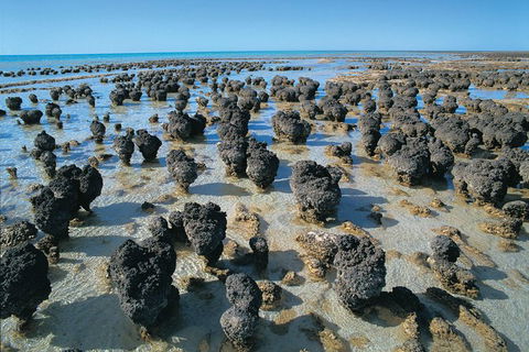 7-Day Exmouth Explorer Via Pinnacles Monkey Mia Ningaloo Reef Returning To Perth - Kalgoorlie Accommodation 9