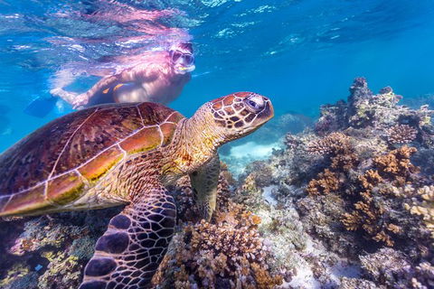 7-Day Exmouth Explorer Via Pinnacles Monkey Mia Ningaloo Reef Returning To Perth - Kalgoorlie Accommodation 11