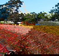 Swan Valley Wine Time Private Day Tour - Kalgoorlie Accommodation