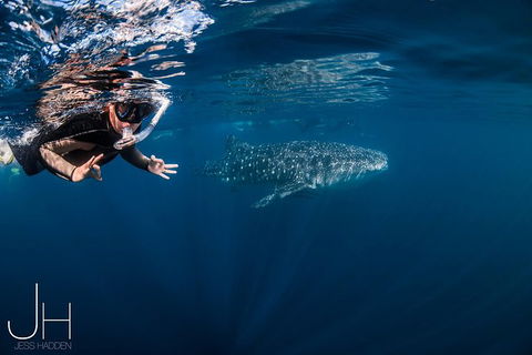 Deluxe WhaleShark Swim Tour On The Ningaloo Reef From Exmouth - Kalgoorlie Accommodation 0
