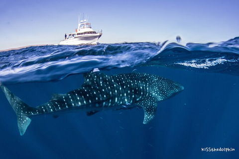 Deluxe WhaleShark Swim Tour On The Ningaloo Reef From Exmouth - Kalgoorlie Accommodation 7