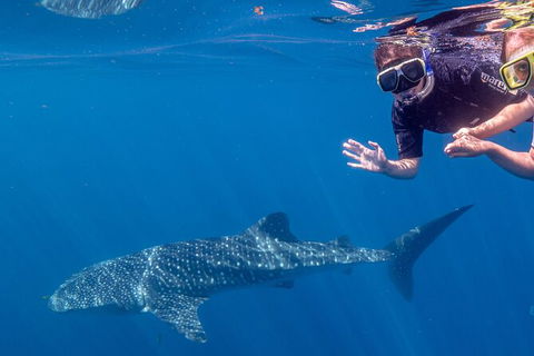 Deluxe WhaleShark Swim Tour On The Ningaloo Reef From Exmouth - Kalgoorlie Accommodation 3
