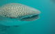Deluxe WhaleShark Swim Tour On The Ningaloo Reef From Exmouth - thumb 2
