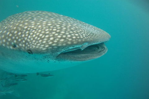 Deluxe WhaleShark Swim Tour On The Ningaloo Reef From Exmouth - Kalgoorlie Accommodation 2