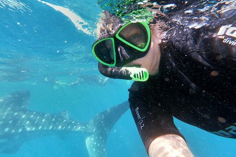 Deluxe WhaleShark Swim Tour On The Ningaloo Reef From Exmouth - Kalgoorlie Accommodation 4