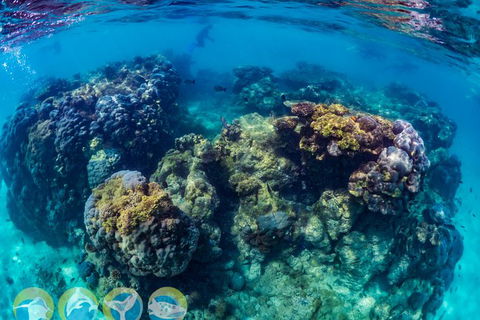 Turtle And Reef Adventure - Kalgoorlie Accommodation 1