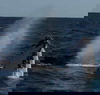 Perth Whale-Watching Cruise from Hillarys Boat Harbour - Kalgoorlie Accommodation