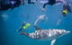 Swim With Wild Dolphins - thumb 0