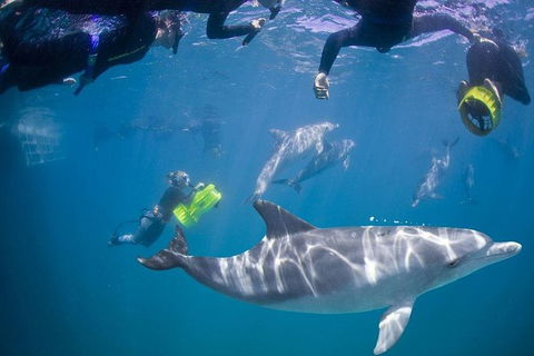 Swim With Wild Dolphins - Kalgoorlie Accommodation 0