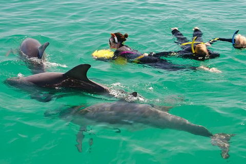 Swim With Wild Dolphins - Kalgoorlie Accommodation 4