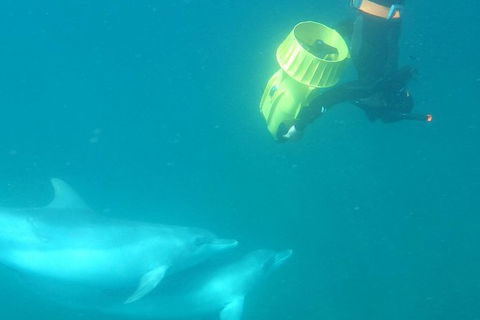 Swim With Wild Dolphins - Kalgoorlie Accommodation 3