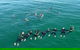 Swim With Wild Dolphins - thumb 7