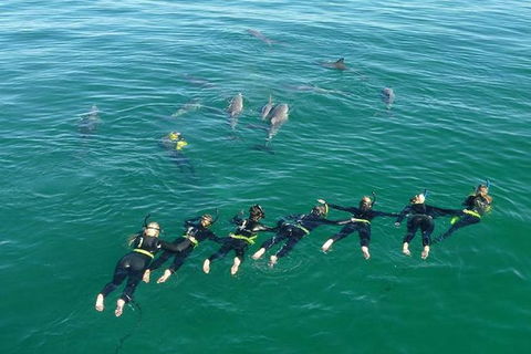 Swim With Wild Dolphins - Kalgoorlie Accommodation 7