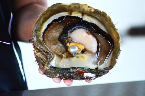 Live Pearl Harvest Experience - Perth - Kalgoorlie Accommodation 4
