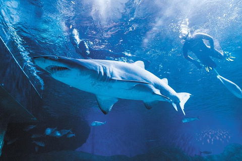 AQWA The Aquarium Of Western Australia: General Admission - Kalgoorlie Accommodation 9
