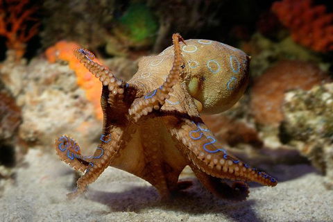 AQWA The Aquarium Of Western Australia: General Admission - Kalgoorlie Accommodation 15