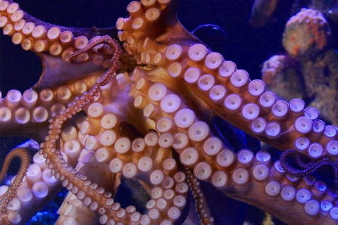 AQWA The Aquarium Of Western Australia: General Admission - Kalgoorlie Accommodation 8