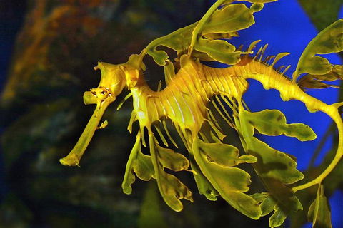 AQWA The Aquarium Of Western Australia: General Admission - Kalgoorlie Accommodation 13