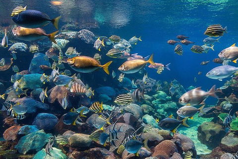 AQWA The Aquarium Of Western Australia: General Admission - Kalgoorlie Accommodation 10