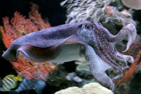 AQWA The Aquarium Of Western Australia: General Admission - Kalgoorlie Accommodation 16