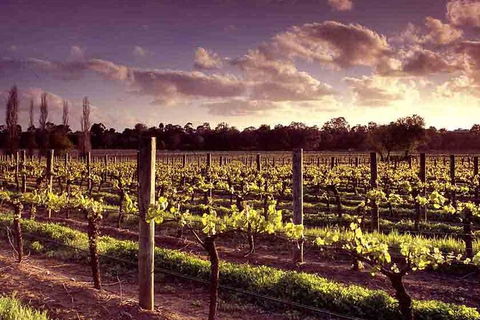 Upper Reach Winery: Swan Valley Winery And Vineyard Tour - Kalgoorlie Accommodation 5