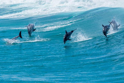 Full-Day Busselton Jetty, Train Ride & Dophin Discovery - Kalgoorlie Accommodation 1