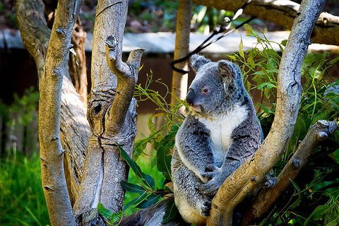 Full-Day Swan Valley, Wildlife Park, Winery & Fruit Orchard - Kalgoorlie Accommodation 1