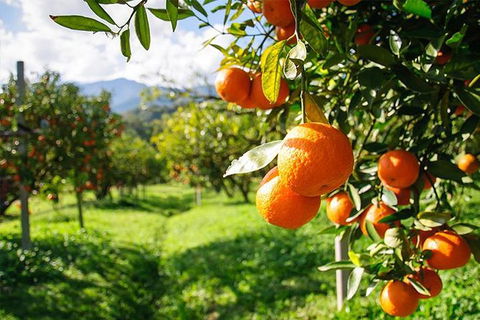 Full-Day Swan Valley, Wildlife Park, Winery & Fruit Orchard - Kalgoorlie Accommodation 4