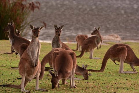 Half-Day Swan Valley & Wildlife Park Tour - Kalgoorlie Accommodation 3