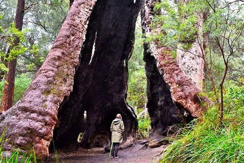 Albany Southwest Wilderness Day Tour - Fly From Perth - Kalgoorlie Accommodation 7
