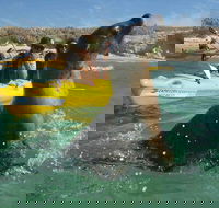 Penguin and Seal Island Kayak Tour - Kalgoorlie Accommodation