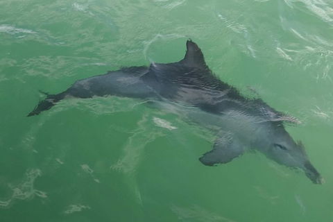 The Pirate Cruise In Mandurah On Viator - Kalgoorlie Accommodation 4