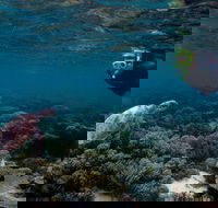 3 Night Ningaloo Reef Snorkel and Dive Getaway from Coral Bay - Kalgoorlie Accommodation